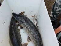 IMG_20220328_091436