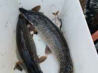 IMG_20220328_091438